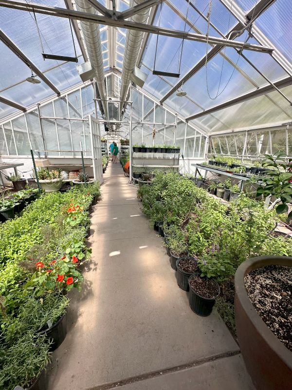 The inside of the greenhouse at Los Poblanos, an Albuquerque lavender farm.