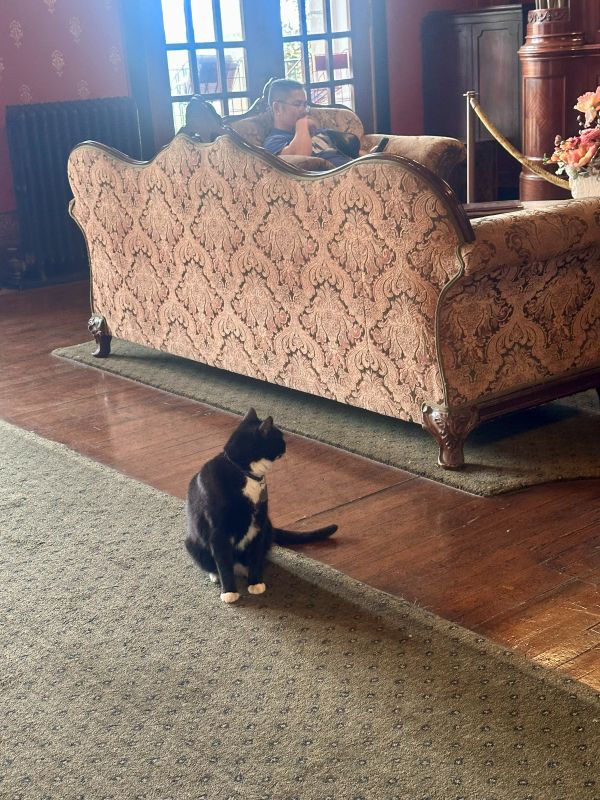 One of the resident cats in the lobby at the 1886 Crescent Hotel Eureka Springs.