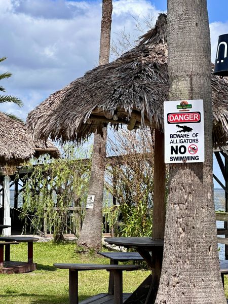 The straw table umbrellas and an alligator warning sign on a palm tree at the Lazy Gator Bar.