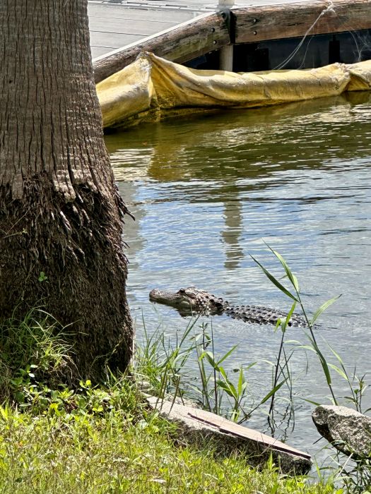 An alligator swimming in the lake next to shore at Lazy Gator Bar.
