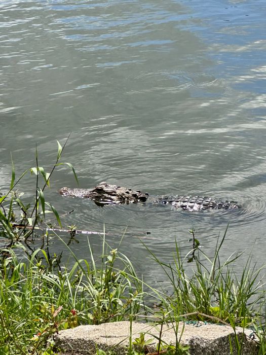 An Alligator swimming in the lake at Lazy Gator Bar.