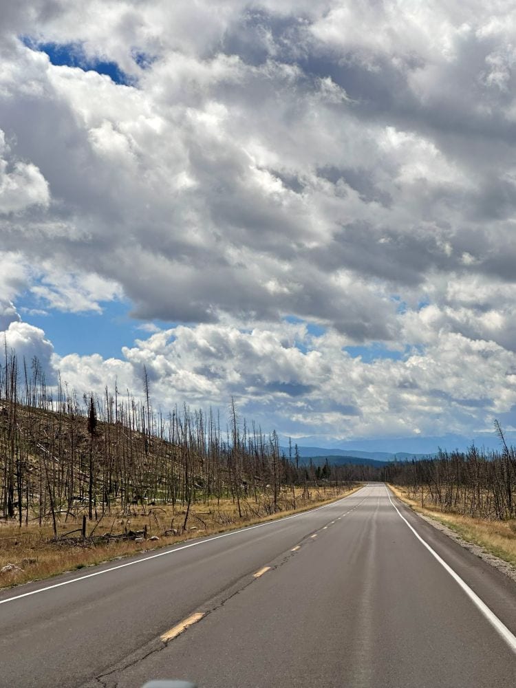 Burned tres on either side of the rode near the Grand Lake entrance to Rocky Mountain National park, on my Colorado mountain retreat.