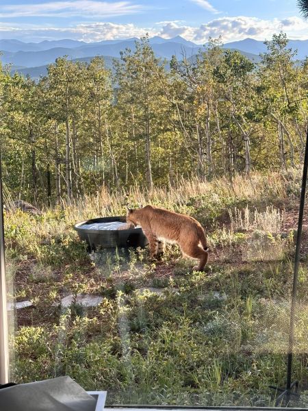 A look at the bobcat our the window of the home with the mountain range in the background on my Colorado Mountain retreat.