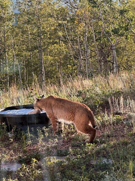 Chubbs the bobcat who came to visit us at Alpina Haus in Black Hawk on our Colorado Mountain retreat.