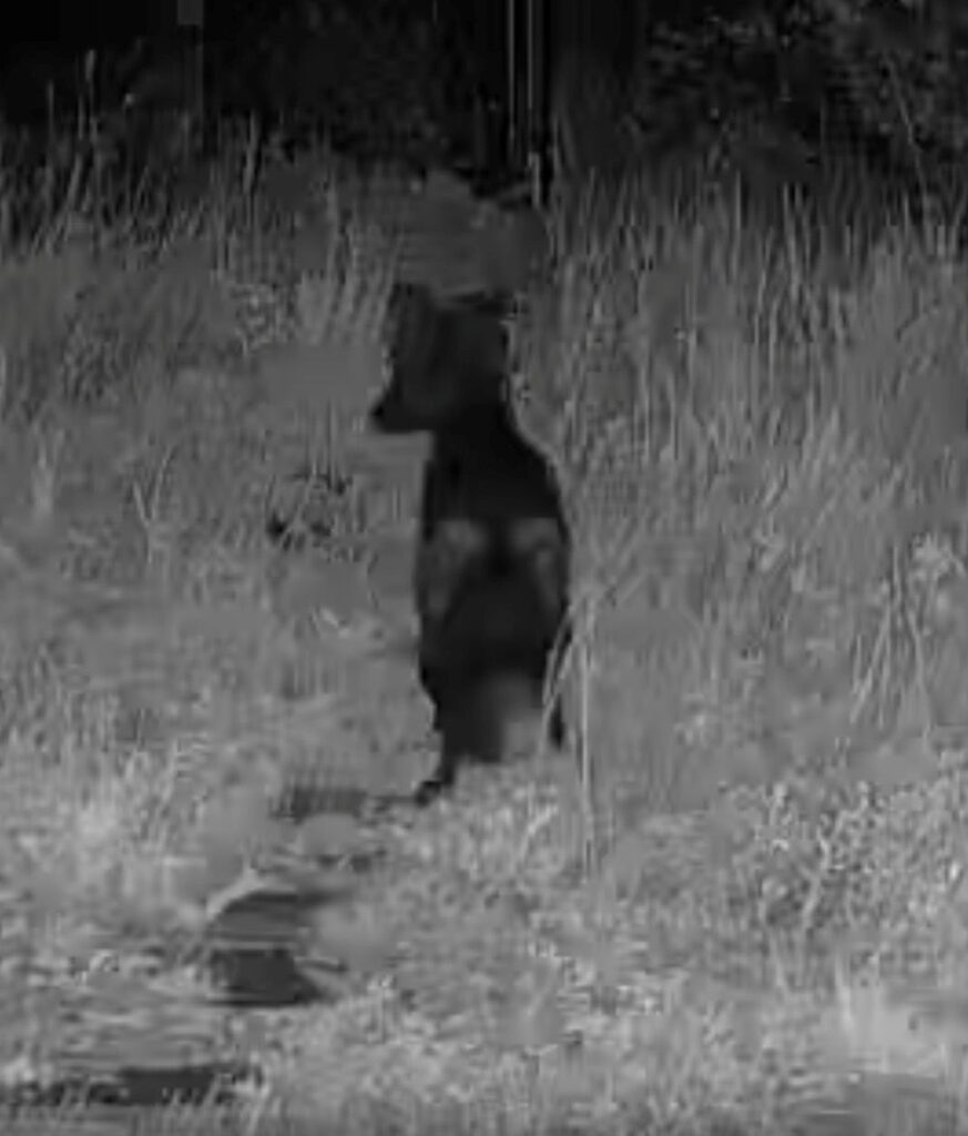The black fox that visited us at the Alpina Haus in Black Hawk on our Colorado mountain retreat.