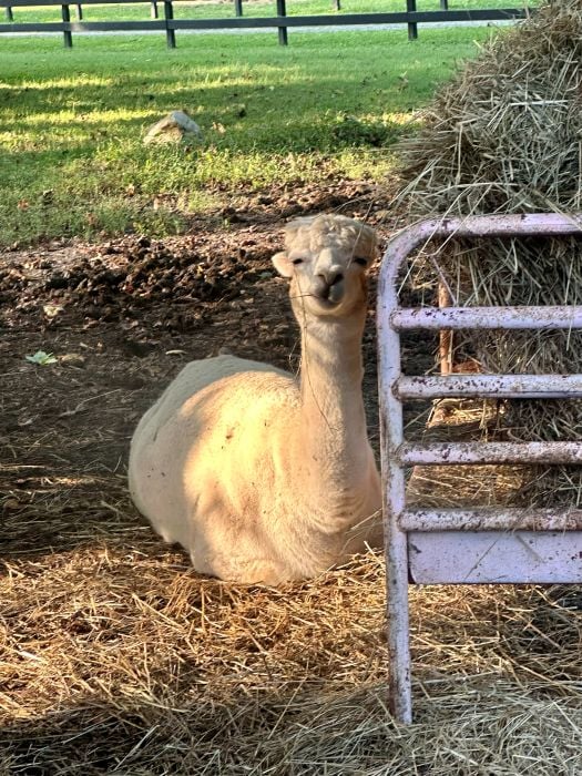 An Alpaca eyeing us suspiciously lounging next to the hay at Brown Mountain Beach Resort.