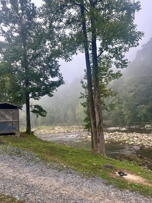 Trees, the creek and a little misty fog at Brown Mountain Beach Resort