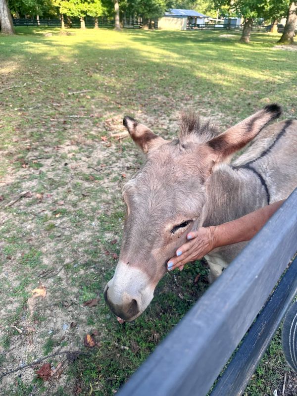 The donkey at the farm at Brown Mountain Beach Resort.