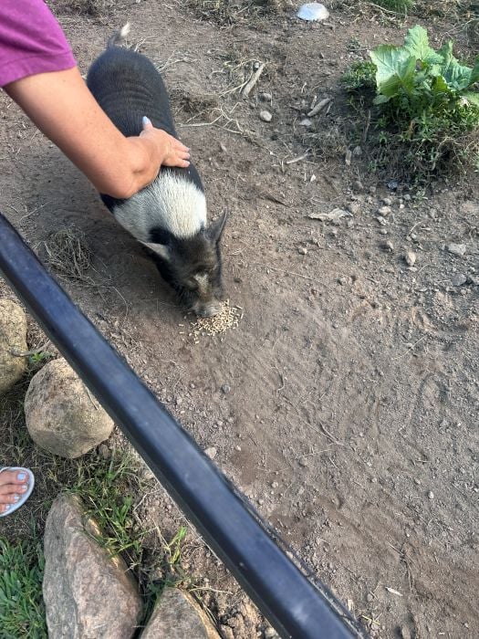 Maria petting Nacho the pig at the Brown Mountain Beach Resort.