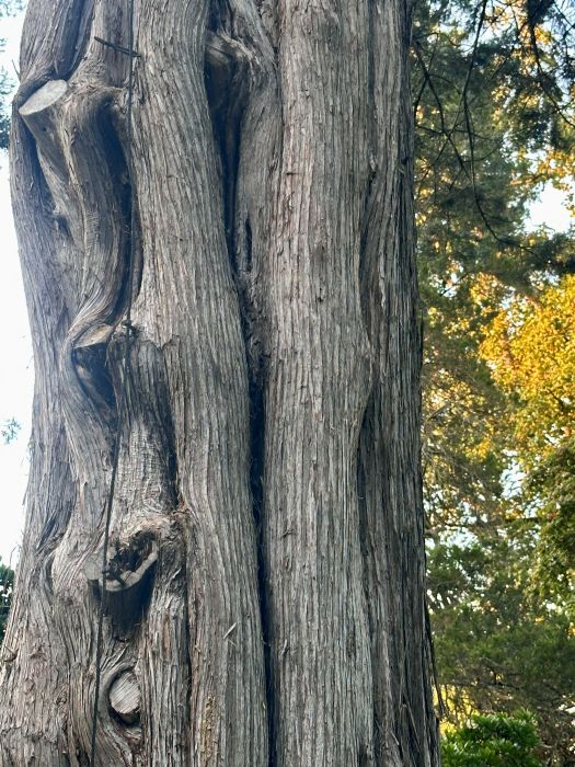 A close up of the tree trunk, looks like many skinny trunks together but is really one, at the Duke Mansion, on of the historic hotels in Charlotte.