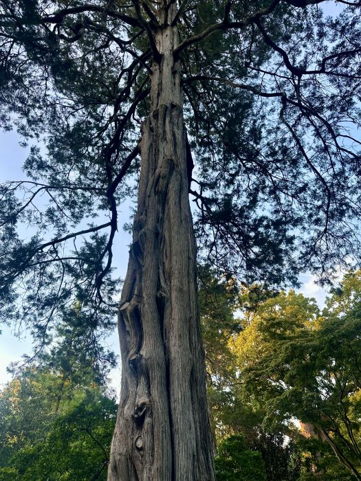 Looking up at the large Eastern Red Cedar tree, the one with the Treasure Tree sign, at the Duke Mansion, one of the historic hotels in Charlotte.